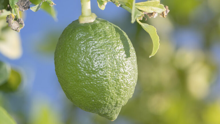 O perigo do limão na pele no verão: Saiba tudo e proteja-se